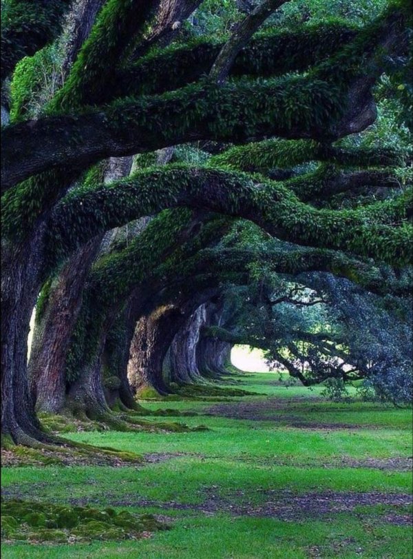 дубовая аллея луизиана