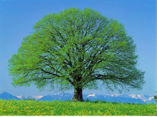 ясень дерево