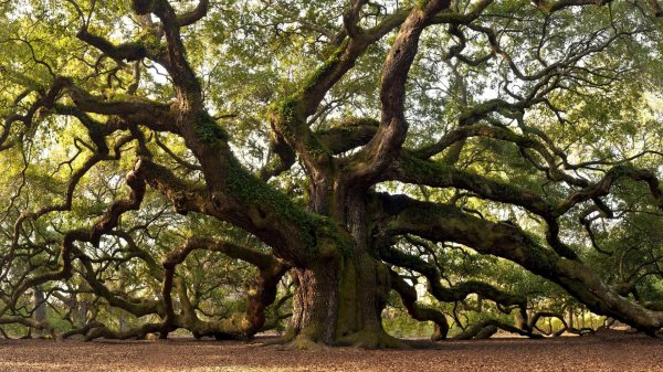 angel oak tree