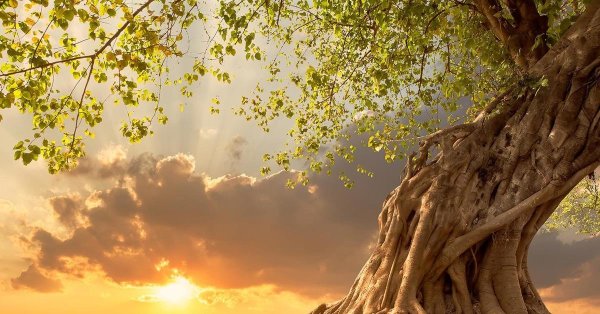 фикус дерево