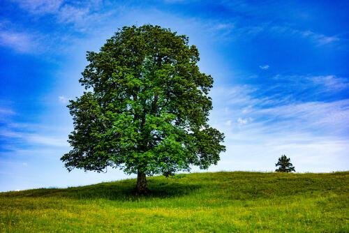 дерево зеленое