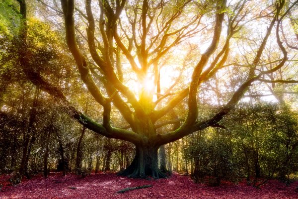 лес броселианд