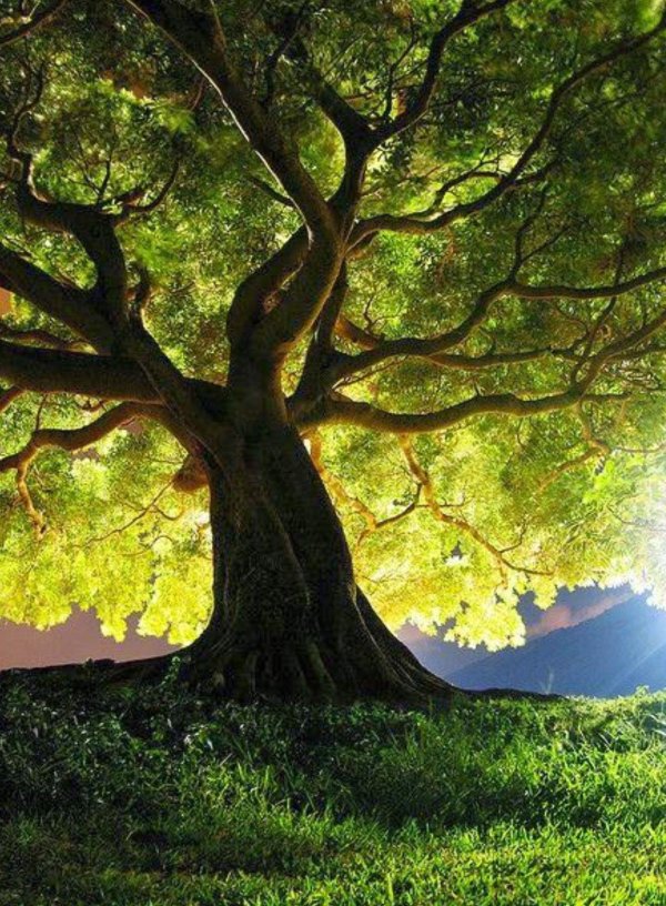 большие деревья