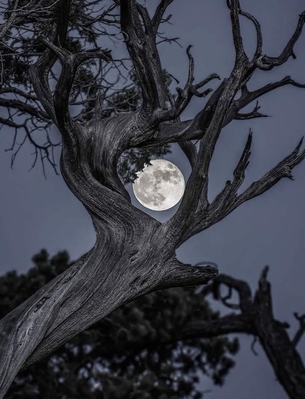 лунное дерево