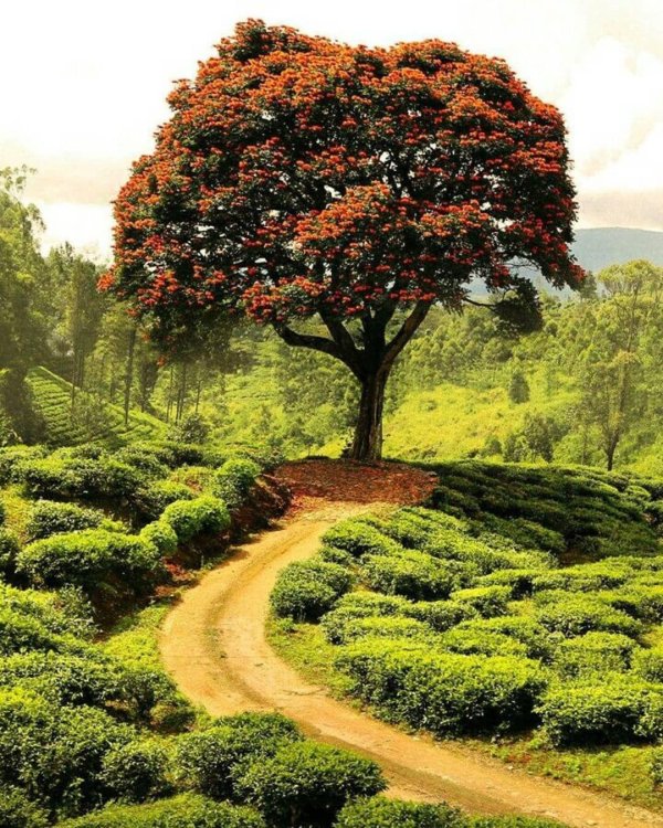 спатодея африканское тюльпанное дерево