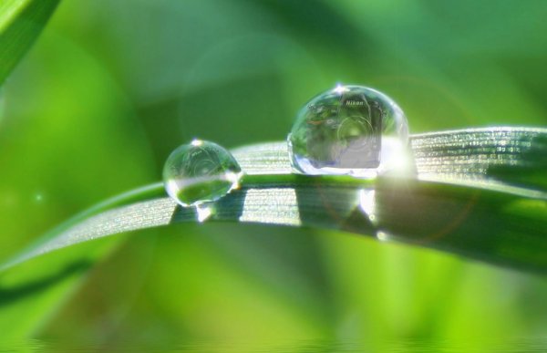 капельки росы