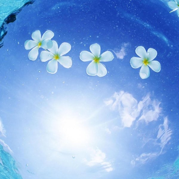 голубой цветок