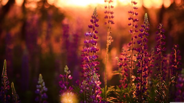 лаванда вереск вербена