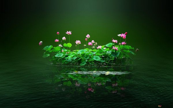 lotus pond