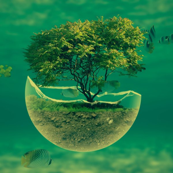 органическая природа