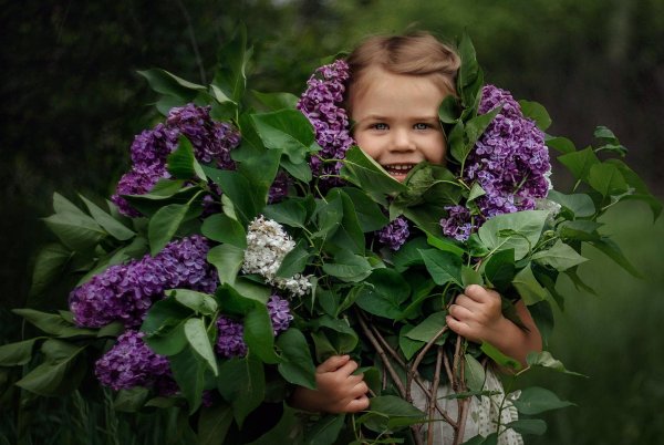 сирень цветёт