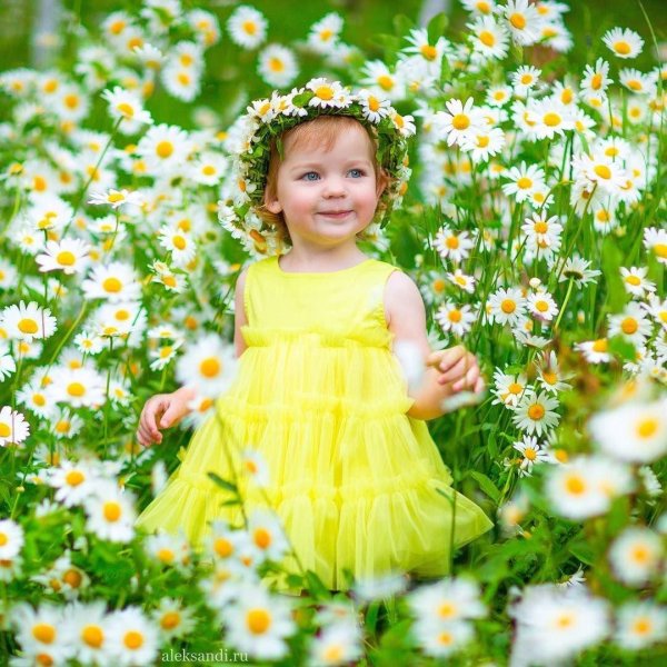 ромашковое поле