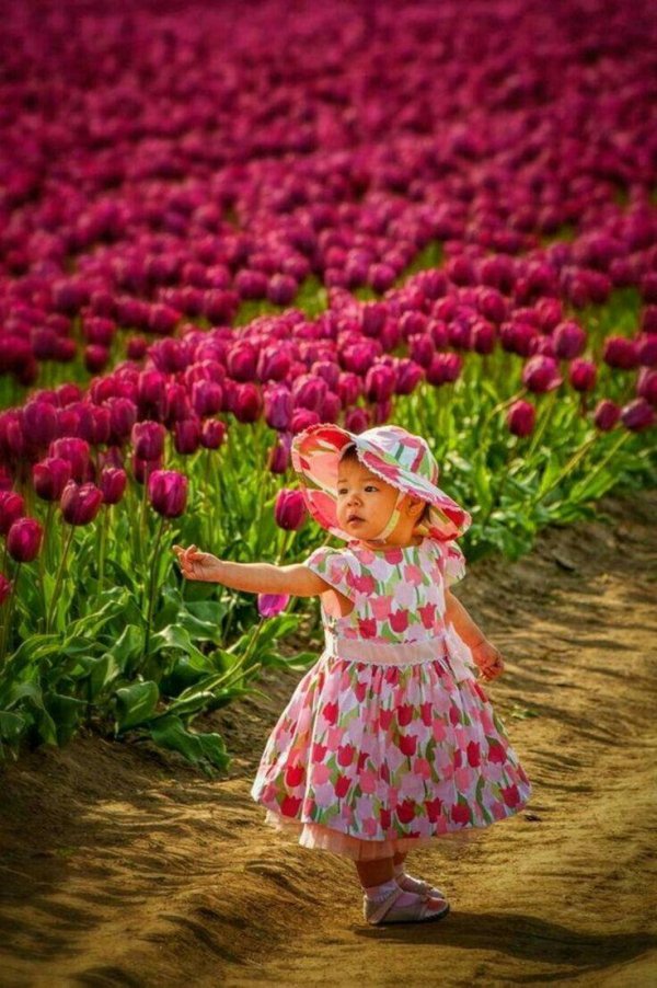 поле с тюльпанами