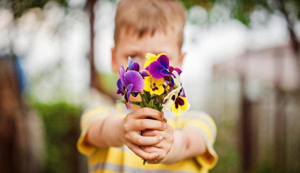 анютины глазки