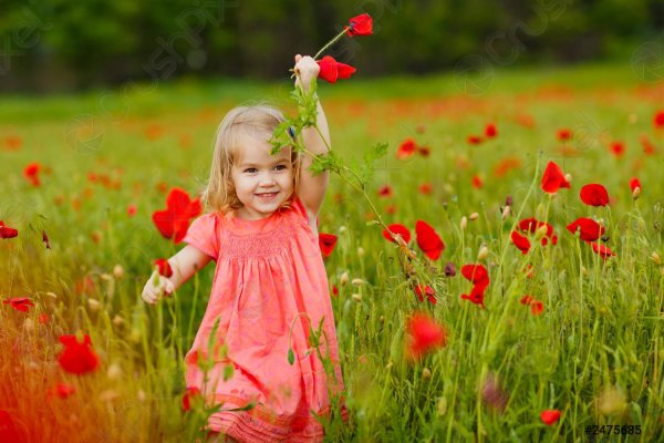 цветок в поле