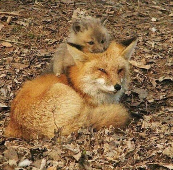 лисенок маленький