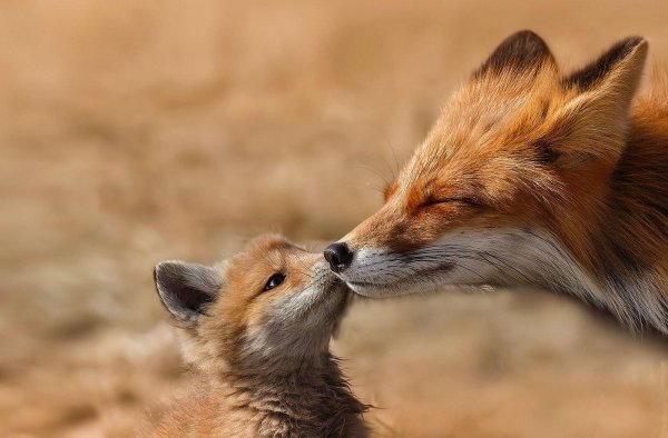 лисенок животные