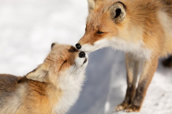 лисья нежность