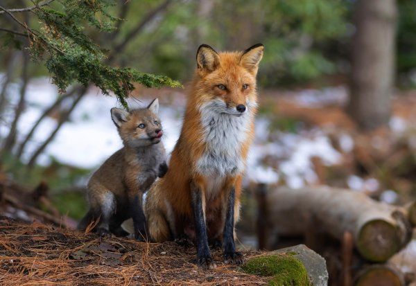 лисица с лисятами