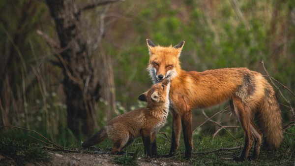 лисица с лисятами