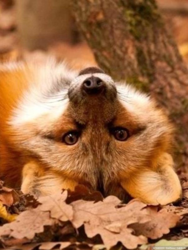 животные осенью