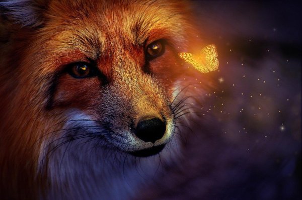 мистические лисы