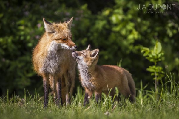 лисенок животные