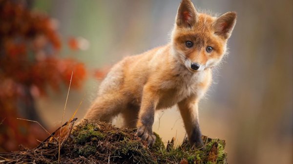 милые лисята