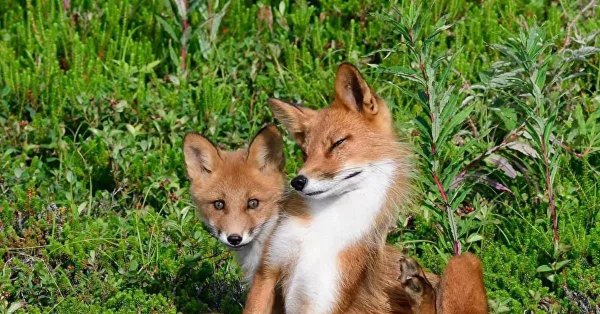 марий чодра фауна