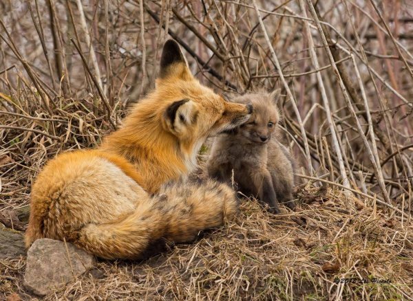 лисица и лисята в норе