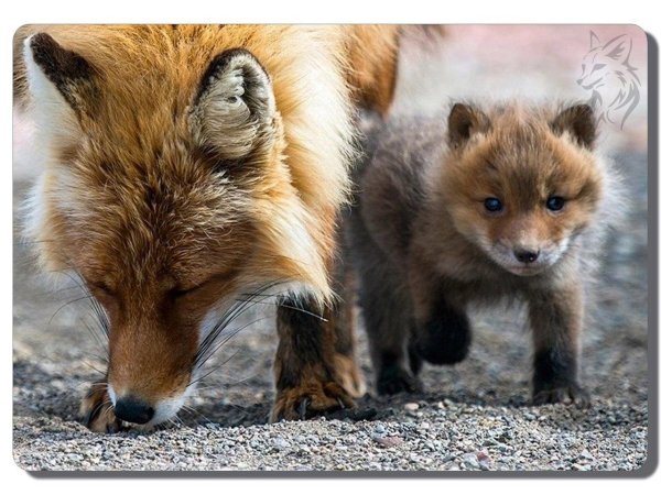 иван кислов фотограф лисята