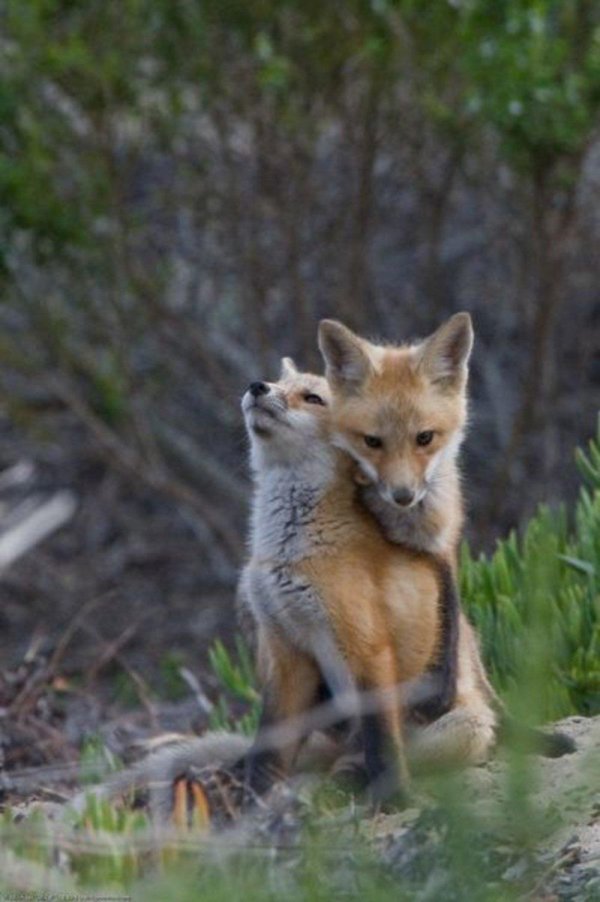 лисенок животные