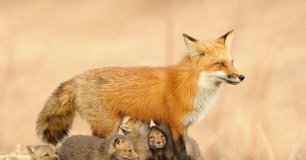 детеныши лисы