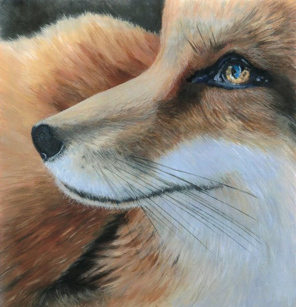 джунипер фокс