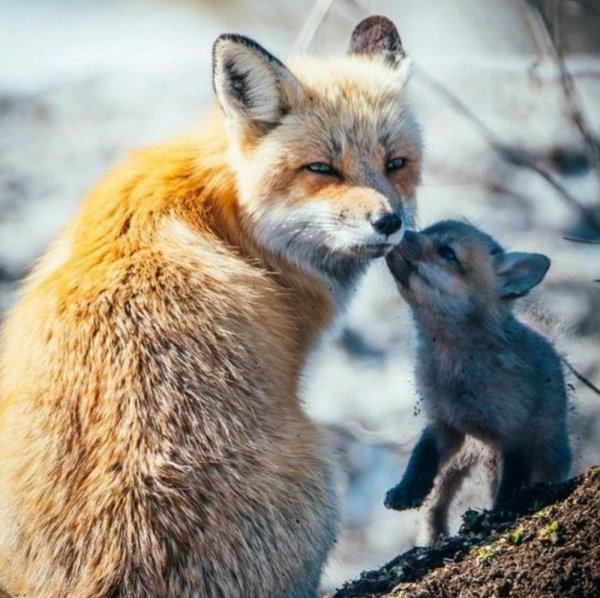 детеныши лисы