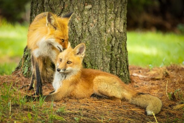 лисенок животные