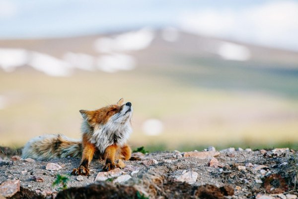 шпиленок кроноцкий заповедник