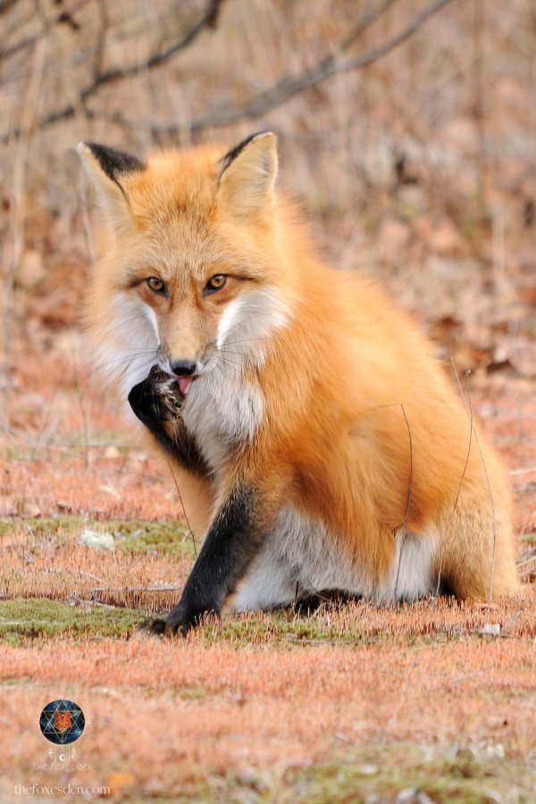 лисенок животные