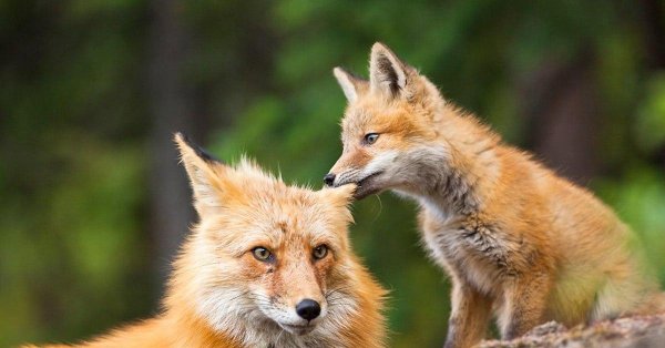 лисенок животные