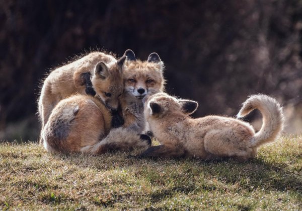 маленькие лисята