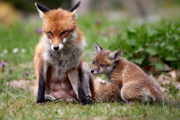 лисенок с мамой