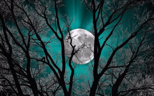 дерево ночью