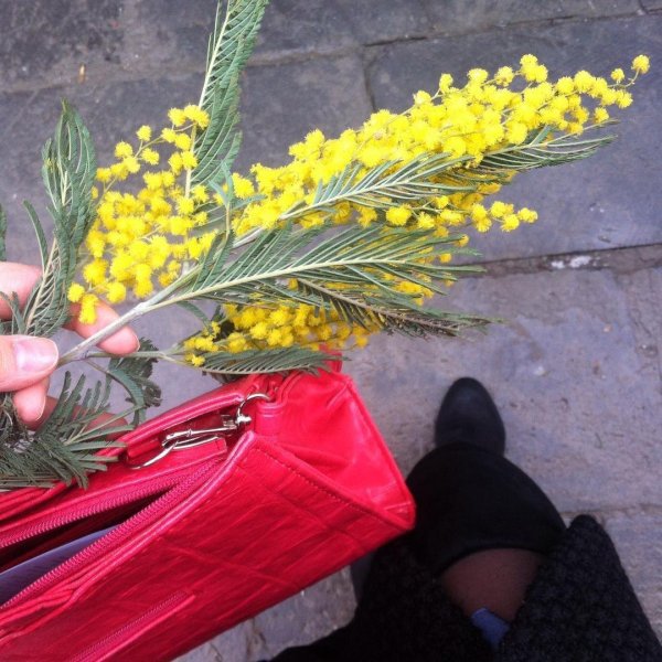 букетик мимозы