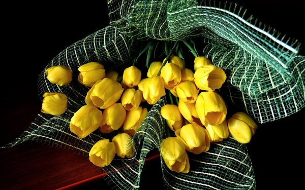 жëлтые тюльпаны