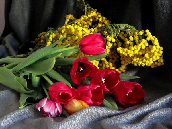 тюльпаны мимоза