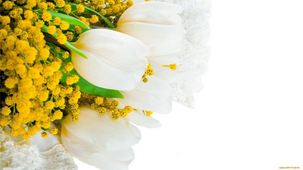 фон с мимозой