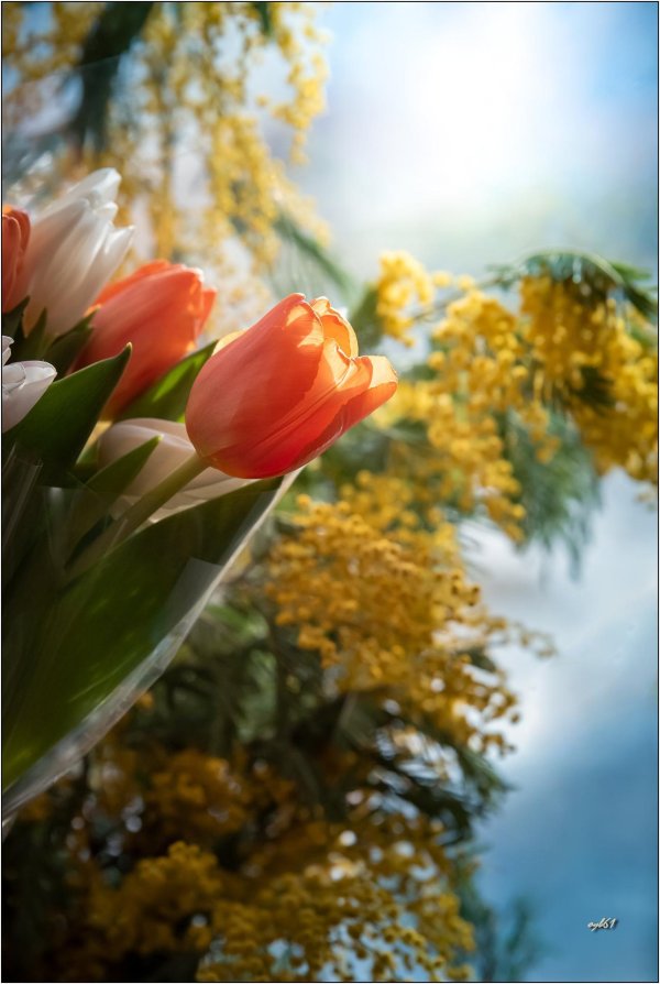 8 марта с тюльпанами