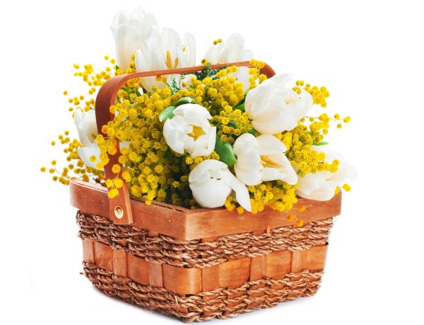 мимоза в корзине