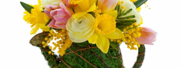 тюльпаны нарциссы и мимозы