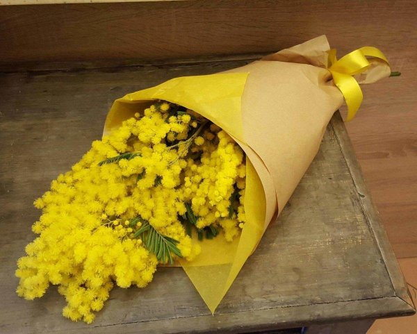 итальянская мимоза